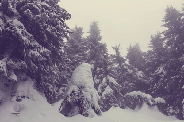 Zimowa scena lasu pokryte śniegiem — Zdjęcie stockowe