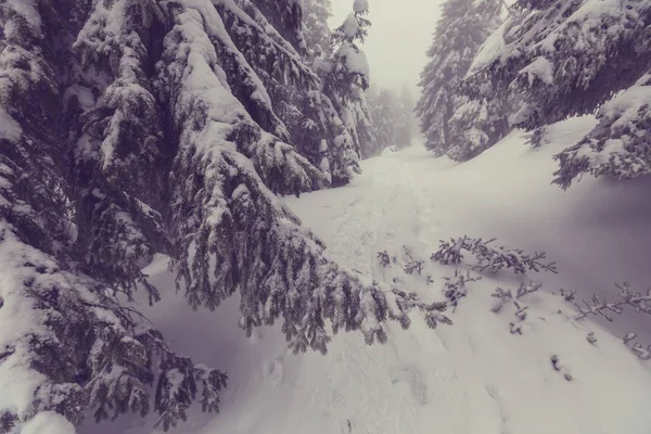 Kış sahne orman karla kaplı — Stok fotoğraf