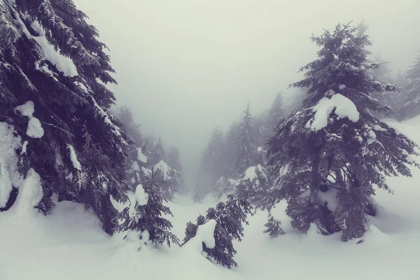 Inverno floresta cena coberta de neve — Fotografia de Stock