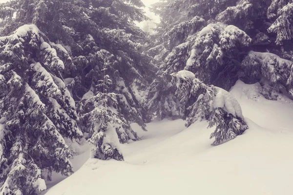 冬天的场景森林覆盖着雪 — 图库照片