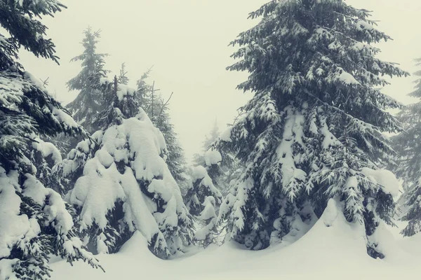 Inverno floresta cena coberta de neve — Fotografia de Stock