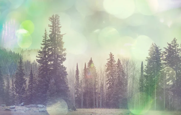 雪に覆われた冬のシーンの森 — ストック写真
