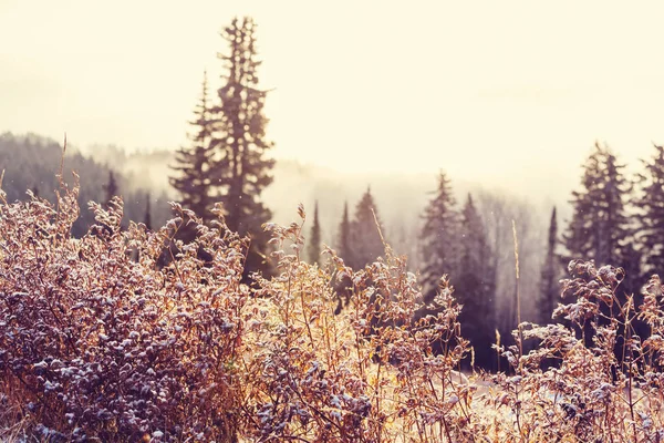 Foresta innevata panoramica nella stagione invernale — Foto Stock