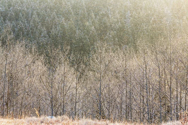 Scène hivernale forêt couverte de neige — Photo