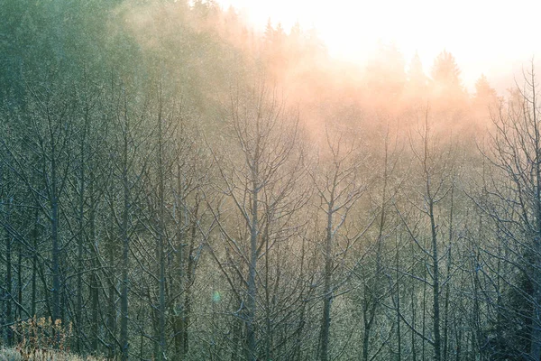 Forêt couverte de neige en hiver — Photo