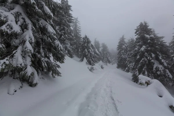 Scenic snow-covered forest in winter season — Stock Photo, Image