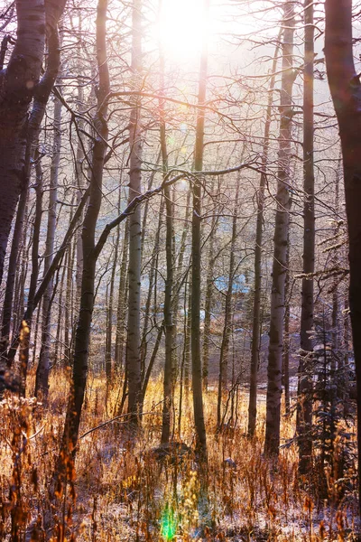 Malerischer schneebedeckter Wald in der Wintersaison — Stockfoto