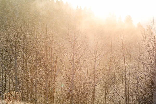Malerischer schneebedeckter Wald in der Wintersaison — Stockfoto