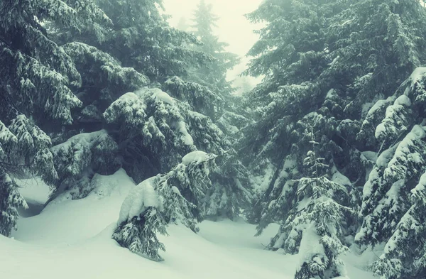 Живописные заснеженные леса зимой — стоковое фото