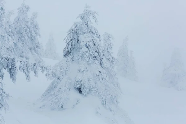 Scenic besneeuwd bos in het winterseizoen — Stockfoto