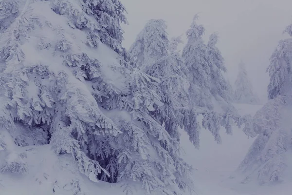 Floresta coberta de neve cênica na temporada de inverno — Fotografia de Stock