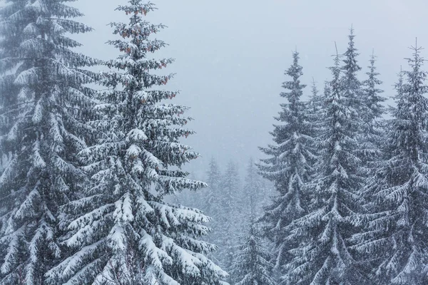 Malowniczy las pokryty śniegiem w sezonie zimowym — Zdjęcie stockowe