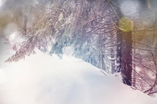 Floresta coberta de neve cênica na temporada de inverno — Fotografia de Stock