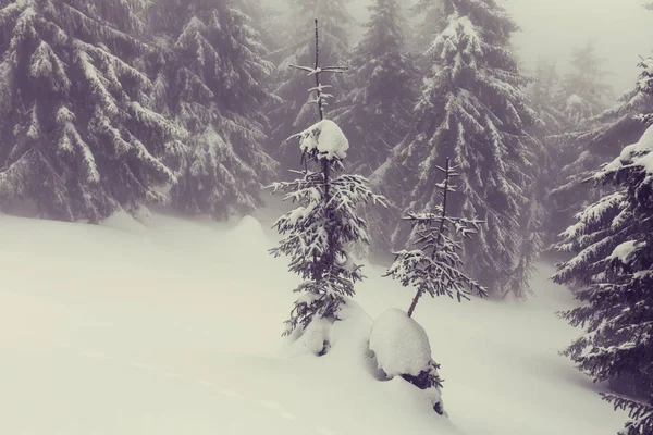 겨울철 눈덮인 숲의 풍경 — 스톡 사진