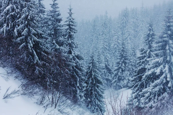 Scenic besneeuwd bos in het winterseizoen — Stockfoto