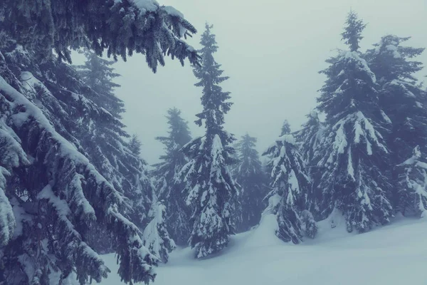 Scenic besneeuwd bos in het winterseizoen — Stockfoto