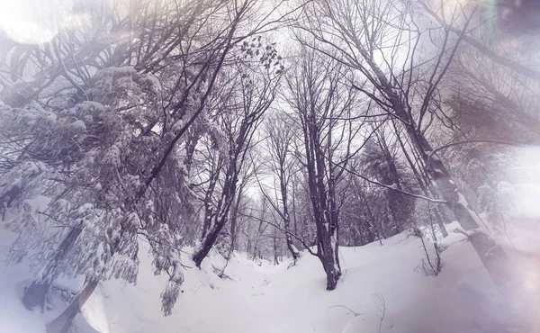 Floresta coberta de neve cênica na temporada de inverno — Fotografia de Stock