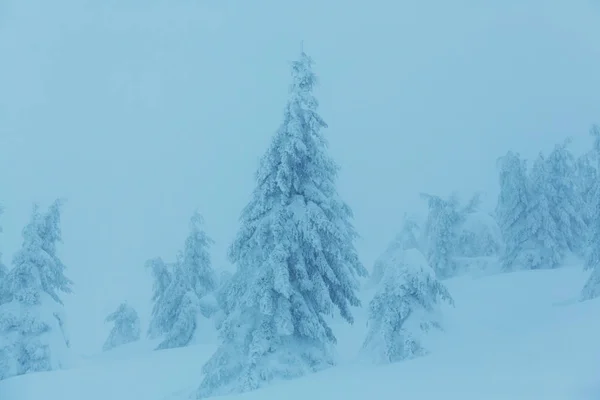 Kış mevsiminde karla kaplı orman manzarası — Stok fotoğraf