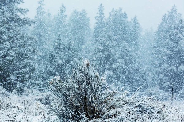 Bosque cubierto de nieve en temporada de invierno —  Fotos de Stock