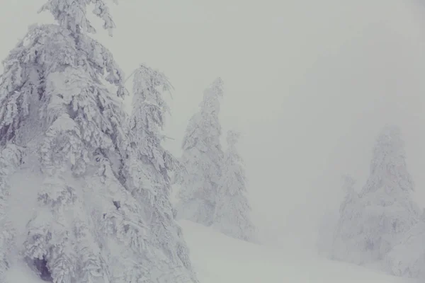 Natursköna snötäckta skogar under vintersäsongen — Stockfoto