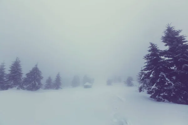 Forêt couverte de neige en hiver — Photo