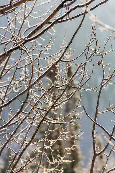 Мальовничий засніжений ліс в зимовий сезон — стокове фото