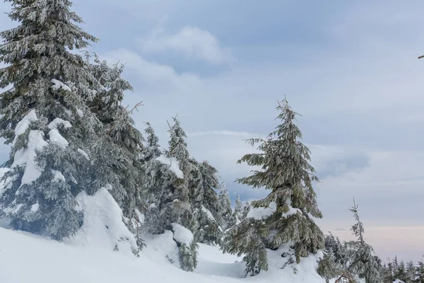 Floresta coberta de neve cênica na temporada de inverno — Fotografia de Stock