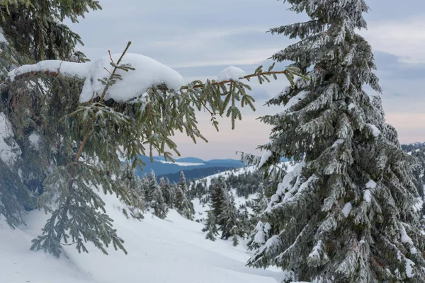 Floresta coberta de neve cênica na temporada de inverno — Fotografia de Stock