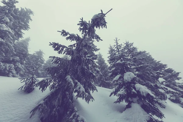 冬の雪に覆われた森 — ストック写真