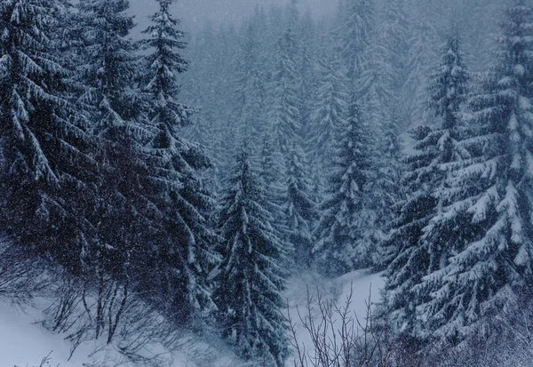 Forêt couverte de neige en hiver — Photo