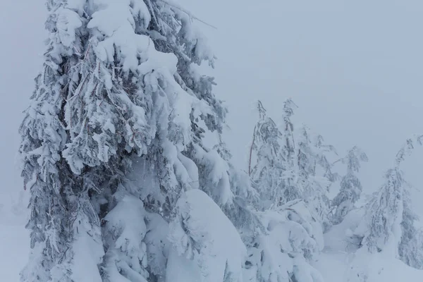 Scenic besneeuwd bos in het winterseizoen — Stockfoto