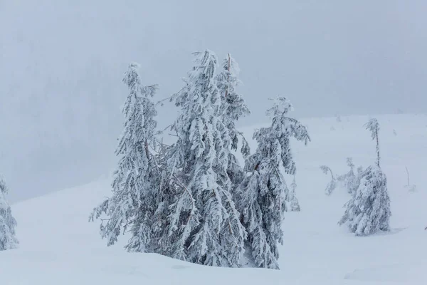 Floresta coberta de neve cênica na temporada de inverno — Fotografia de Stock