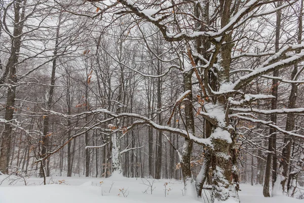 Naturlig snødekt skog om vinteren – stockfoto