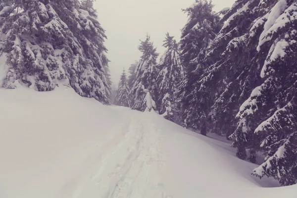 겨울철 눈덮인 숲의 풍경 — 스톡 사진