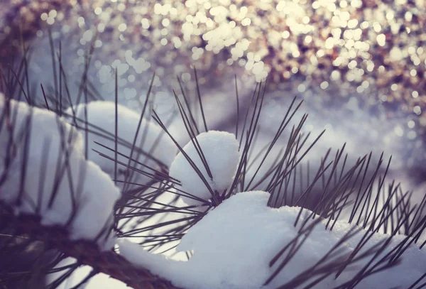 Fundo de Inverno bonito — Fotografia de Stock