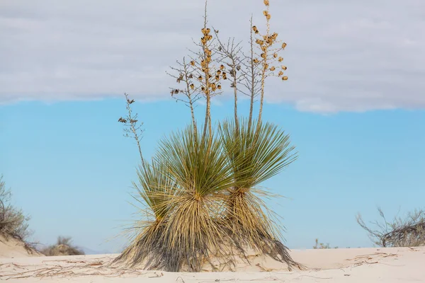 Soaptree yucca (Yucca elata) — Stockfoto