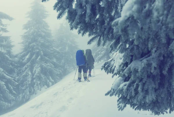 Caminhantes nas montanhas de inverno — Fotografia de Stock