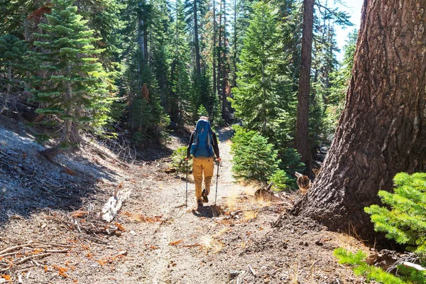 Vandra i skogen — Stockfoto