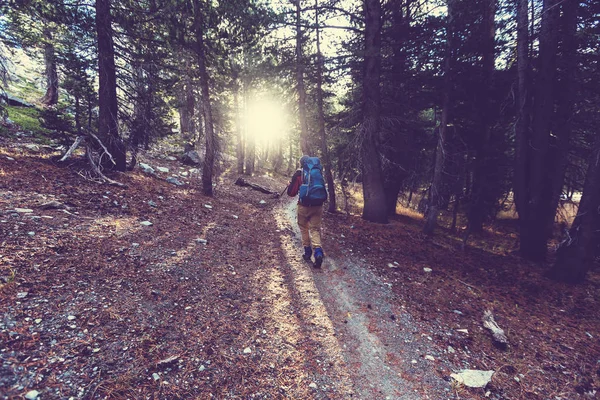 Hike in the forest — Stock Photo, Image