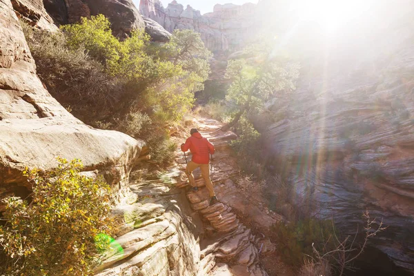 Homem Caminhada no Parque Nacional de Zion — Fotografia de Stock