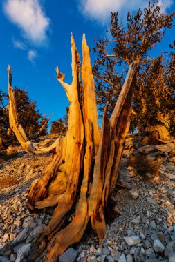 Antik bristlecone çam ağacı
