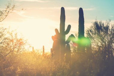 Saguaro Ulusal Parkı