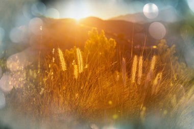 Çayır'ın güneşli günde