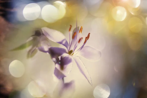 Close-up shot z krásné květiny — Stock fotografie