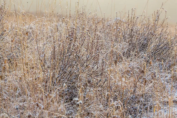 Close-up shot of the frozen grass — Stock Photo, Image