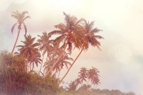 Plantação de palmeiras na ilha tropical — Fotografia de Stock