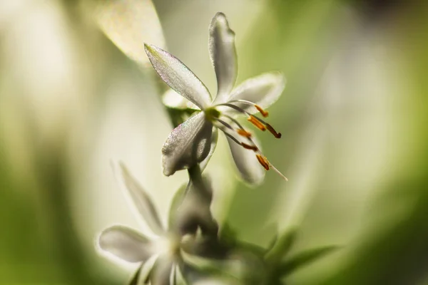Spring flowers, close up shot — Stock Photo, Image
