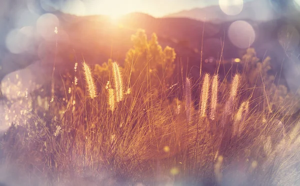 Sunny day on the meadow — Stock Photo, Image