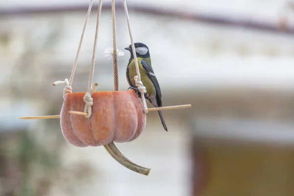 Nagyobb titmouse madár — Stock Fotó