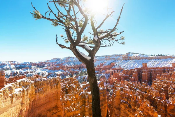 Bryce canyon  with snow in winter season — Stock Photo, Image